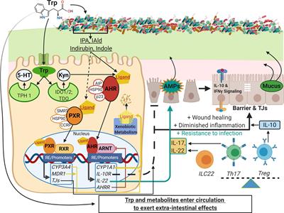 Amino Acid Trp: The Far Out Impacts of Host and Commensal Tryptophan Metabolism